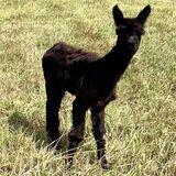 2024 MALE CRIA SIRED BY ARAGORN (1.3 MOS)