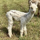 LU'S 2024 MALE CRIA SIRED BY ZOLTAR (1.7 MOS)