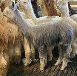 ROSE'S 2023 FEMALE CRIA SIRED BY KLONDIKE