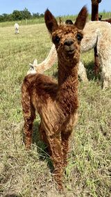 JEWEL'S 2024 CRIA SIRED BY MICAH (1.3 MONTHS)