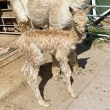 GABRIELLE'S 2024 FEMALE CRIA SIRED BY VONTAE MACK ON THE DAY SHE WAS BORN