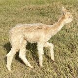 STRIKER: A FINE AND LUSTROUS FLEECE ON A BOY WITH AN OUTSTANDING SURI PHENOTYPE (2.5 MONTHS OLD)