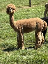 2021 Male Cria