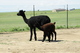 Libby with her first cria Patience