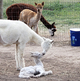 Tsunami with Diamond, 2nd cria