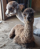 Cria and mom Tanzy