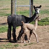 Bur & her 1st cria 