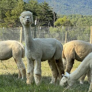 Photo of Heather's Acre White Diamond