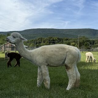 Photo of Alpaca Palace’s Soul Sister