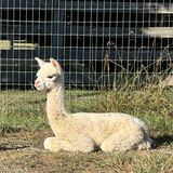 2024 cria - Lila