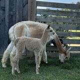 Sadie’s 2024 cria out of Stratton 