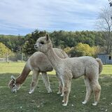 Sadie’s 2024 cria - October 2024