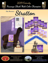 Stella’s Sire: Stratton