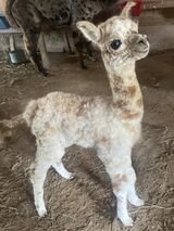 Appaloosa Daughter - Newborn