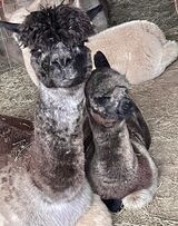 Pippi with 2021 Cria - Illini's Morpheus