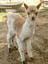 Sire - Deuce as a cria