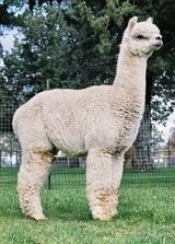 12x Get of Sire Great Great Grandsire - 4Peruvian Legacy 6016