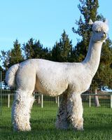 Great Grandsire - 6Peruvian Accoyo Elite 5057