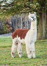 Maternal Grandsire - Clear Mountain's Painted Rebel