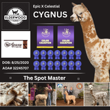 Cygnus - Multi Champion Multi