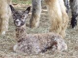 Grandsire - Vintage Peruvian Confetti as a cria