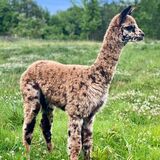 Dam as a cria - Elderwood's Voodoo Queen