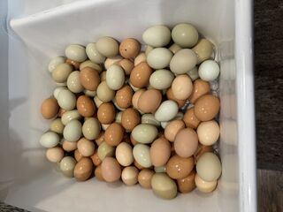 farm fresh eggs