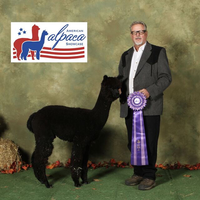 Fencing For Alpacas - Aubrey Oaks Alpacas