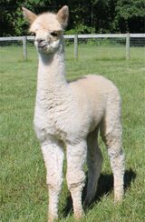 June 2022 male cria