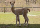 NEW 2023 Male cria