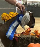 In a Minute at her first show