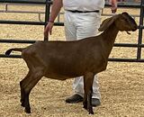 2023 Spring Fling as a dry yearling