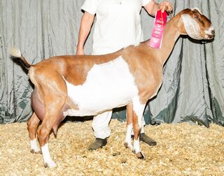 Photo of *CH(pending) Fischer FF Lady Camelia