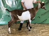 Camelia Grand Champion ring 2 at FL State Fair 2020 2nd Freshening 2 Yr Old