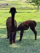 Amber with cria., Moxie