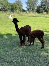 Amber and cria (kind of a Mini-Me!)