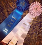 First Fleece show ribbons