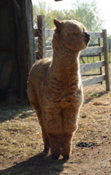 Shearing Day