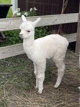 Oberon's 1st cria - Misty