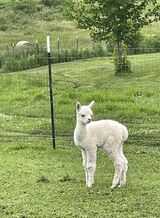 Oberon's cria