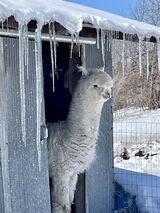 Not liking icicles.  