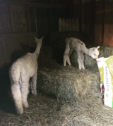 Paxton climbing the bales