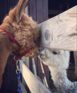 Oberon greeting baby Pax.