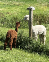 Moxie chatting with Paxton