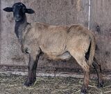 Hershey sired 2024 ewe lambs