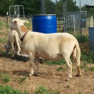 Iris (dam of Badger) as  a yearling