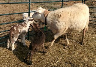 Iris with Badger and his twin sister, Coco