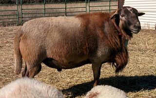 Elite (sire of Badger) as a yearling