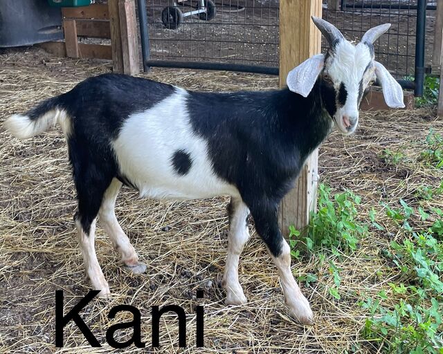 Goats For Sale: Kani: Kid (male): Maine, Lee