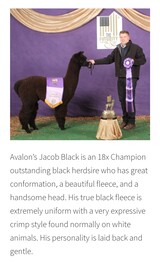 Grand Sire Avalon's Jacob Black